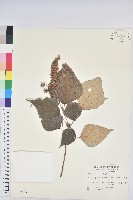 白匏子藏品圖，第1張