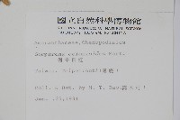 假千日紅藏品圖，第2張