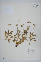 假千日紅藏品圖，第1張