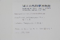 假千日紅藏品圖，第2張