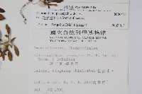 匙葉蓮子草藏品圖，第2張