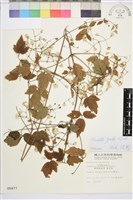 串鼻龍藏品圖，第2張