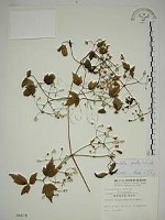 串鼻龍藏品圖，第1張