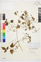 串鼻龍藏品圖，第2張