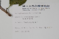 恆春厚殼樹藏品圖，第2張