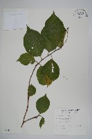 恆春厚殼樹藏品圖，第1張