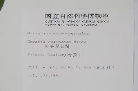 恆春厚殼樹藏品圖，第2張