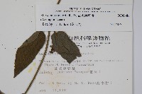 絨毛芙蓉蘭藏品圖，第2張