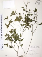 山素英藏品圖，第1張