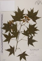 青楓藏品圖，第1張