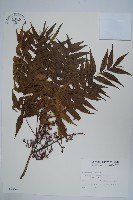 黃連木、爛心木藏品圖，第1張