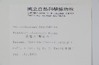 黃連木、爛心木藏品圖，第2張