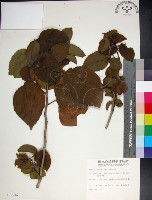 止宮樹藏品圖，第1張