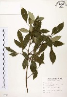 石苓舅藏品圖，第1張