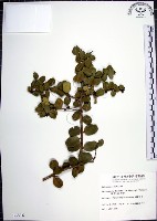 烏柑仔藏品圖，第1張