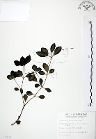 小椒草藏品圖，第1張