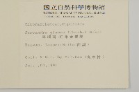 草珊瑚、紅果金粟蘭藏品圖，第2張