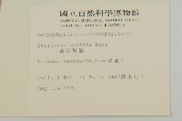 疏花繁縷藏品圖，第2張