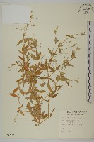 疏花繁縷藏品圖，第1張