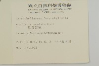 疏花繁縷藏品圖，第2張