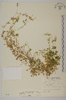 繁縷藏品圖，第1張