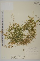 繁縷藏品圖，第1張