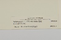 繁縷藏品圖，第3張