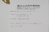 千日紅、圓仔花藏品圖，第2張
