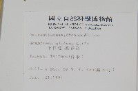 千日紅、圓仔花藏品圖，第2張