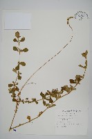 假川牛膝藏品圖，第1張