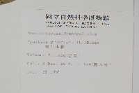 假川牛膝藏品圖，第2張