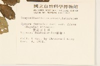 黃花三七草藏品圖，第2張