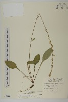 臺灣鬼督郵藏品圖，第1張