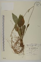 臺灣鬼督郵藏品圖，第1張