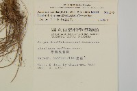 臺灣鬼督郵藏品圖，第2張