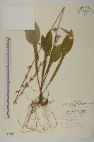 臺灣鬼督郵藏品圖，第1張