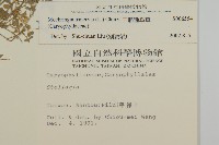 三脈種阜草藏品圖，第2張