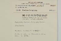 三脈種阜草藏品圖，第2張