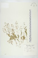 薺藏品圖，第1張