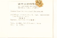 一枝黃花藏品圖，第2張