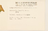 矮菊藏品圖，第2張