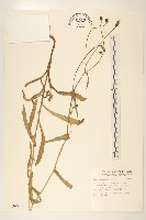 玉山毛蓮菜藏品圖，第1張