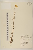 鼠麴草藏品圖，第1張