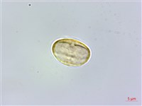 登錄號:S006573藏品圖，第1張