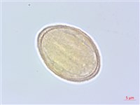 日本當歸、大和當歸藏品圖，第2張
