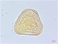 日本當歸、大和當歸藏品圖，第3張