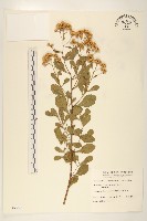 鯽魚膽、闊苞菊藏品圖，第1張