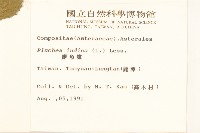 鯽魚膽、闊苞菊藏品圖，第2張