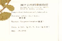 鯽魚膽、闊苞菊藏品圖，第2張