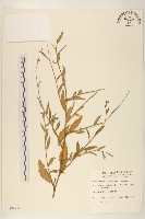 雞兒腸藏品圖，第1張